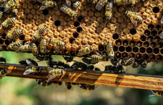 Abejas melíferas