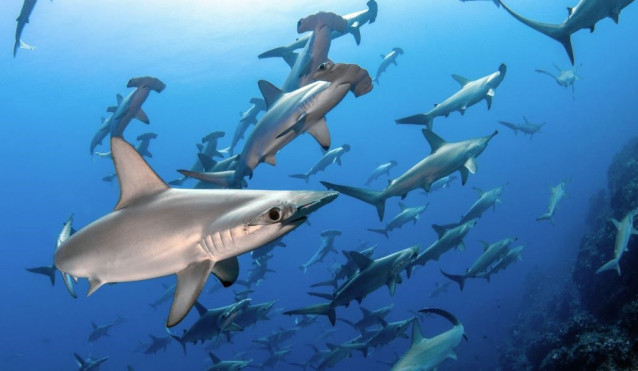 Tiburones