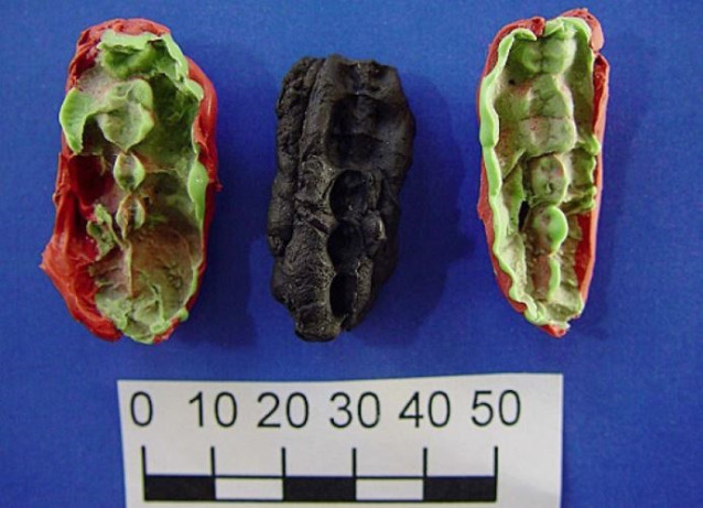 Los moldes de plastelina para uno de los chicles de Huseby Klev. El yeso captura las huellas de los dientes de cada lado.