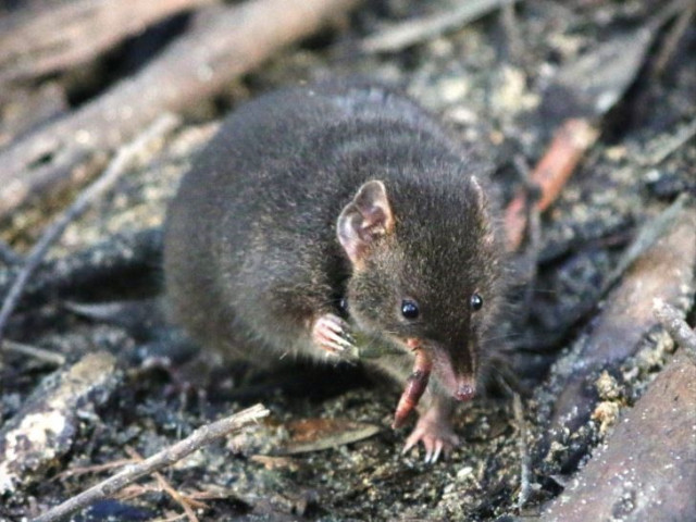 Esta fotografía muestra un antequino oscuro macho en un recinto naturalista ubicado en Cabo Otway, Australia.