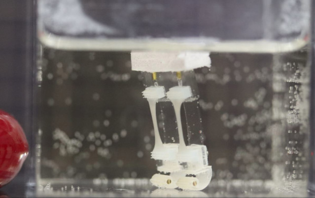 Robot biohíbrido de dos patas.