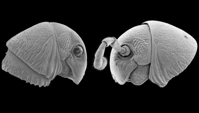 Cabezas conservadas de dos nuevas especies de milpiés, Lophostreptus magombera y Udzungwastreptus marianae.