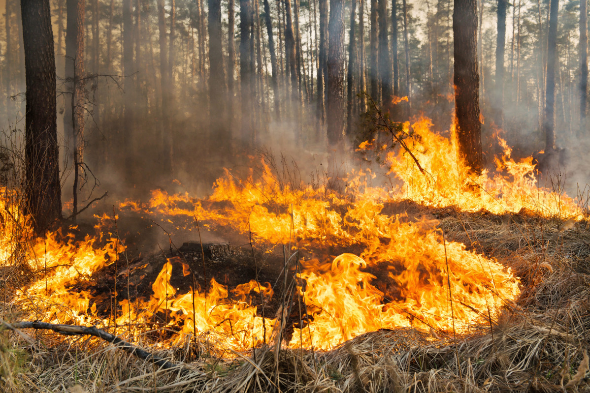 Incendio forestal1