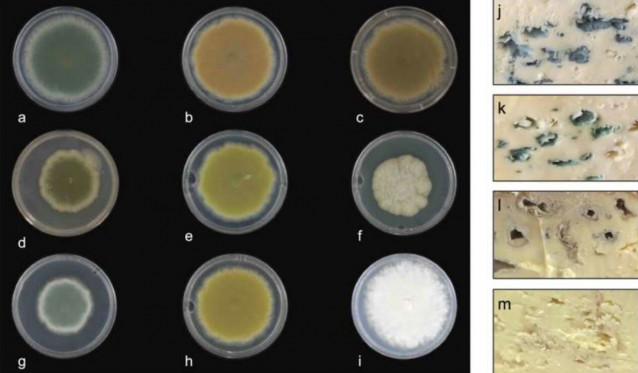 Cepas mutantes de color UV y sus aplicaciones en la producción de queso.