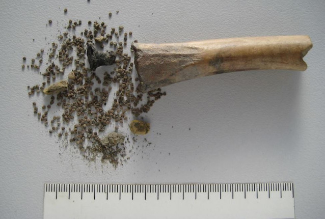 Hueso de animal ahuecado con semillas de hierba loca y tapón de alquitrán