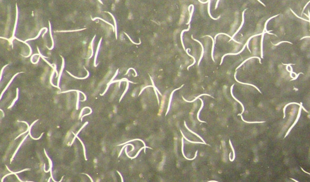 Mirada de cerca a la nueva especie de nematodo, Steinernema adamsi.