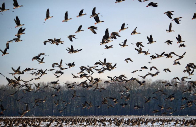 Aves migratorias