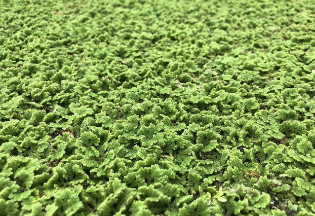 La azolla caroliniana iene un excelente potencial para su uso como cultivo de rápido crecimiento y de temporada corta que requiere insumos, mantenimiento y procesamiento mínimos,