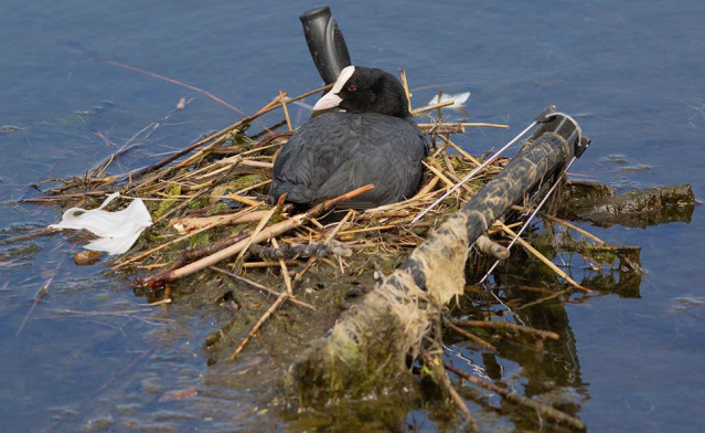 Focha anidando sobre una bicicleta en un lago en Copenhague. Las aves y los humanos también cohabitaron entornos específicos en nuestra prehistoria, según muestra una nueva investigación.