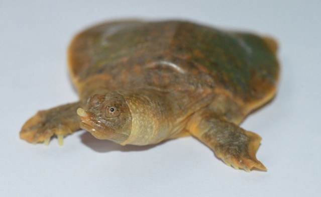 Ejemplar de tortuga Cantor tomada del río de Chandragiri en Kerala, India