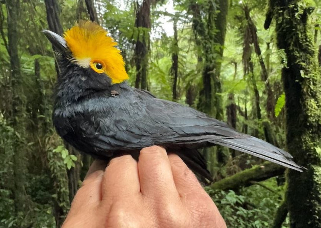 La primera fotografía del Prionops alberti fue tomada durante una expedición reciente dirigida por científicos de la Universidad de Texas en El Paso.