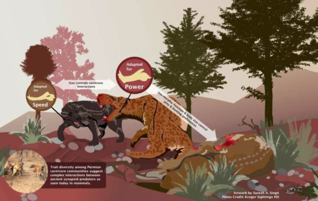 Infografía que muestra las diferencias en la anatomía funcional de la mandíbula y el tamaño corporal y las posibles inferencias ecológicas encontradas en el estudio de comportamientos más parecidos a los de los mamíferos entre los antiguos sinápsidos depr