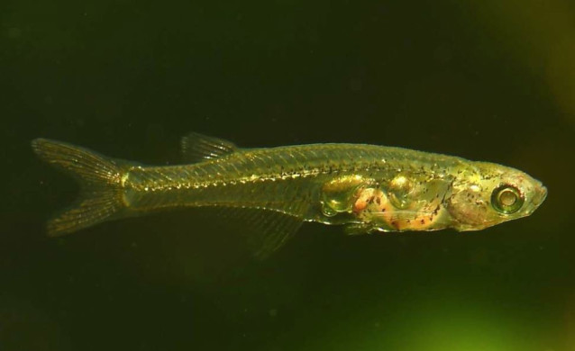 Danionella cerebrum