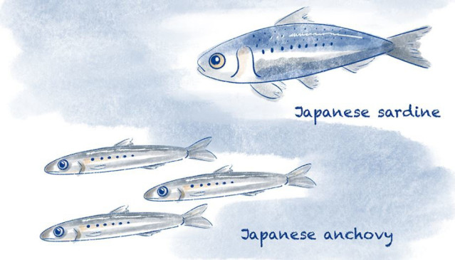 La anchoa japonesa y la sardina japonesa constituyen una gran proporción de la importante población pesquera de la zona