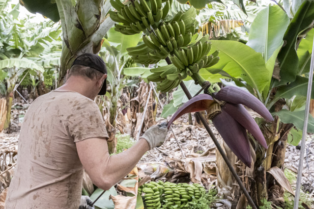Archivo - Trabajador en una finca de plátanos