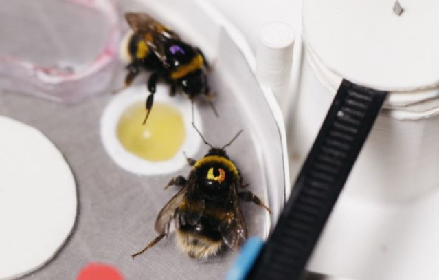 Abejas enseñándose unas a otras a resolver un complejo rompecabezas
