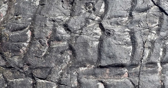 Tocones de árboles fosilizados