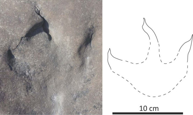 Una huella de terópodo se encuentra en una roca cerca de la orilla occidental del río Kukpowruk.