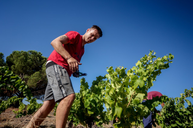 Archivo - Un trabajador recoge uvas en el campo, a 23 de agosto de 2022, en San Martín de Valdeiglesias, Madrid (España).