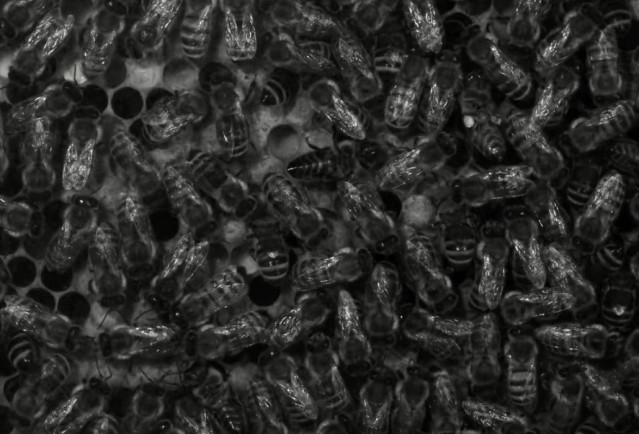 Abejas