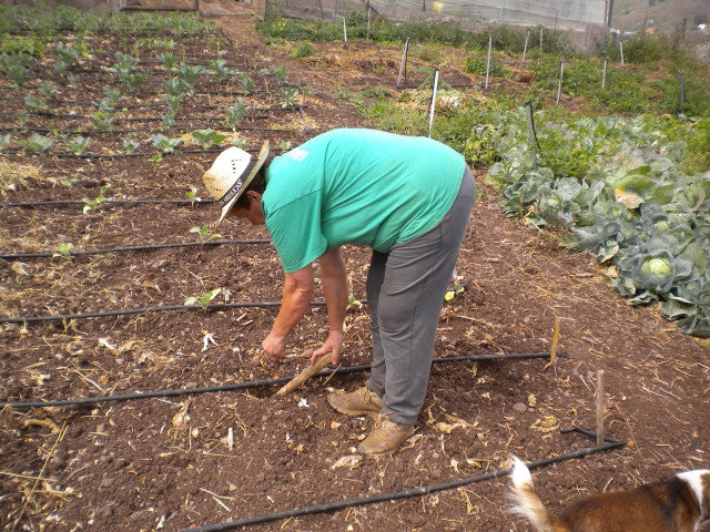 Archivo - Agricultor, agricultura, cultivo, sector primario