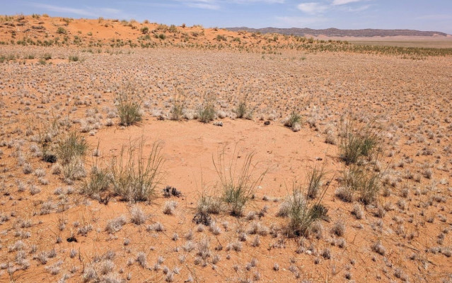 Un típico círculo de hadas en Kamberg, que los investigadores investigaron durante la temporada de lluvias de 2024.