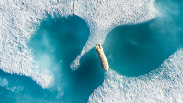 Imagen de oso polar capturada con el dron DJI Mavic 3 Pro Cine