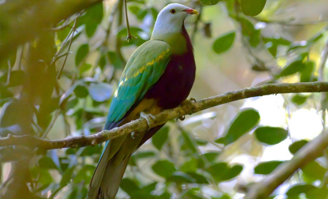 Una paloma frugívora wompoo en Queensland, Australia. Desentrañar un misterio genético reveló que los flamencos y las palomas están relacionados más lejanamente de lo que se pensaba