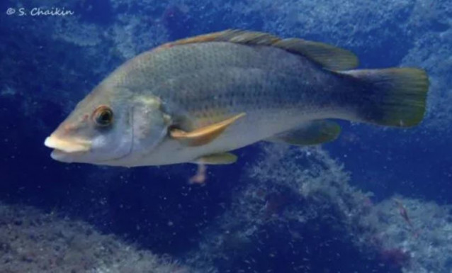 Maragota (Labrus bergylta)