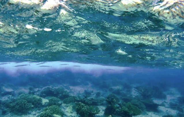 Pez aguja de aleta roja (Strongylura notata) 'escondido' debajo de la superficie del mar cerca de la isla caribeña de Curazao.