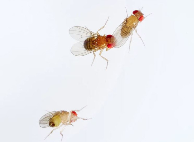 En un experimento de apareamiento, una hembra de Drosophila simulans es cortejada por un macho de Drosophila mauritiana.