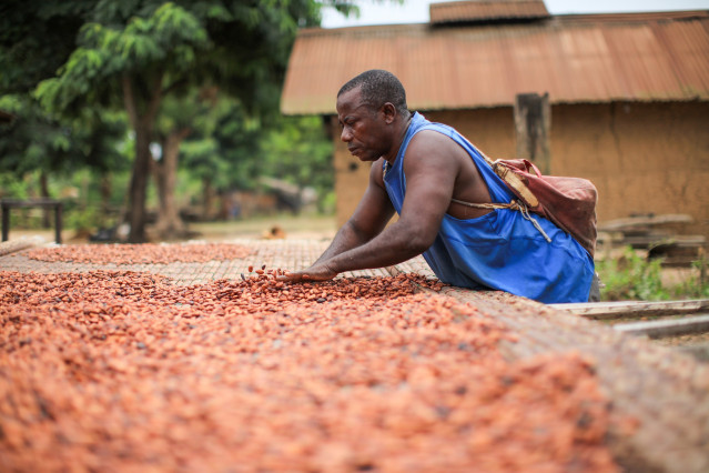 Archivo - Tratamiento del cacao.