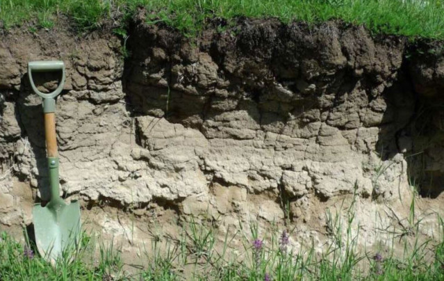 El solum superior (epipedón mólico) muestra un color oscuro debido a la fuerte acumulación de materia orgánica, mientras que el solum inferior (horizonte cálcico) es blanquecino debido a la presencia de carbonato de calcio. El tipo de suelo es cálcico.