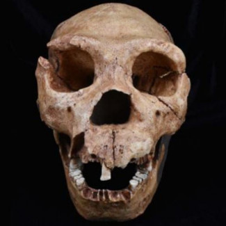 Un molde del cráneo de Homo Heidelbergensis, una de las especies de homínidos analizadas en el último estudio.