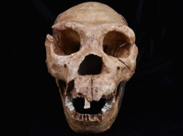 Un molde del cráneo de Homo Heidelbergensis, una de las especies de homínidos analizadas en el último estudio.