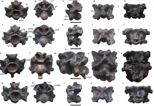 Vétebras fosilizadas de la nueva especie de serpiente