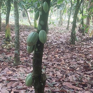 Árbol De Cacao En Buen Estado