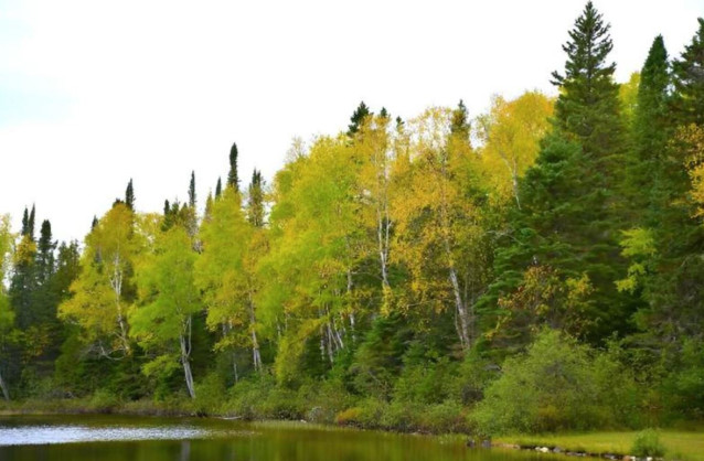 Los bosques mixtos tienen diferentes rasgos funcionales (estrategias de crecimiento y reproducción, tolerancia al estrés ambiental, etc.), que se cree que hacen que los ecosistemas sean resistentes y resilientes a los cambios ambientales.