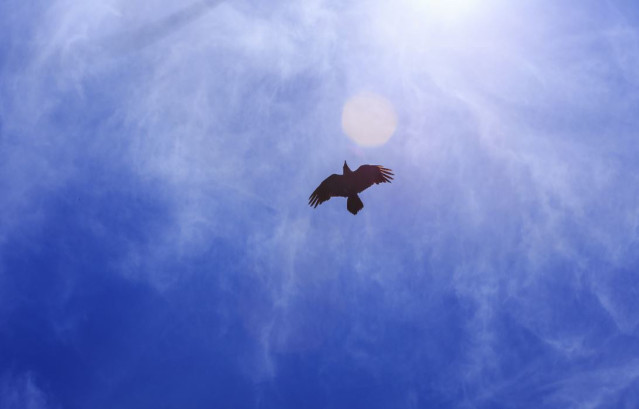 El cambio climático podría convertirse en el principal impulsor de la disminución de la biodiversidad a mediados de siglo, según un nuevo estudio publicado en Science