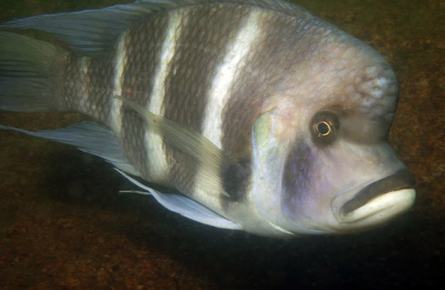 Cyphotilapia gibberosa es uno de los cíclidos particularmente curiosos del lago Tanganica