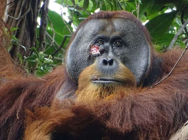 Herida facial de Rakus macho adulto  (foto tomada dos días antes de aplicar la malla vegetal a la herida).