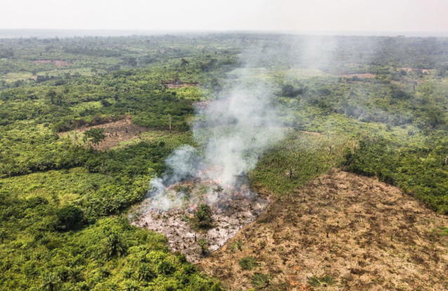 La mayoría de los incendios arden en los bordes de los bosques, donde la actividad humana (incluida la deforestación) es más común.