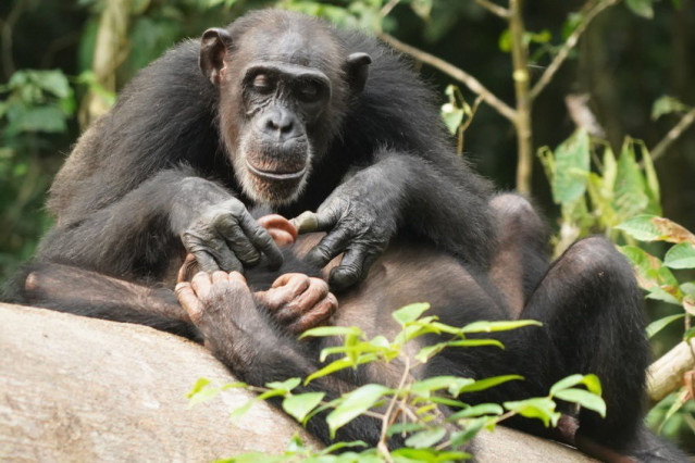 Archivo - Chimpancés