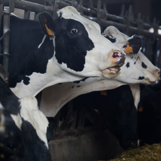 Archivo - Varias vacas en una ganadería de lácteo en la parroquia de Piñeiro, a 14 de noviembre de 2023, en Xermade, Lugo, Galicia (España). Son 18 comarcas veterinarias las afectadas por algún b