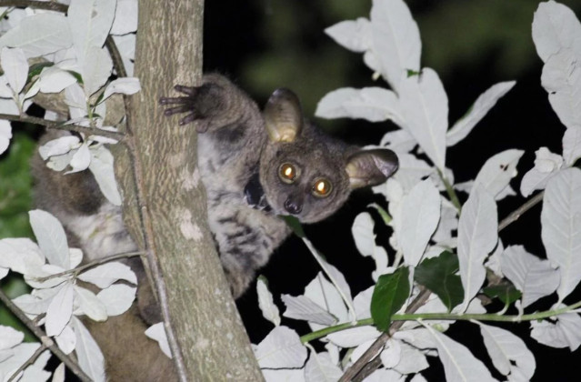 Un gálago mayor de cola gruesa (Otolemur crassicaudatus) visto en el Centro de Investigación Lajuma.
