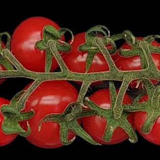 Frutos de tomate producidos por una planta de tomate tetraploide (con 48 cromosomas) producida al cruzar dos progenitores MiMe de tomate diferentes