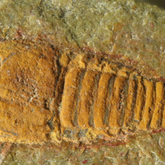 Uno de los fósiles de Setapedites abundantes que se han utilizado para rastrear los orígenes de las arañas, los escorpiones y los cangrejos herradura.