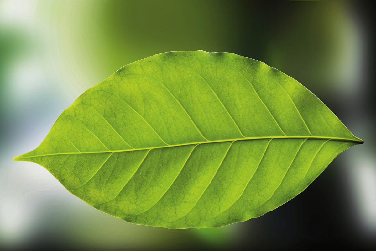 Valmet Leaf RGB HI RES