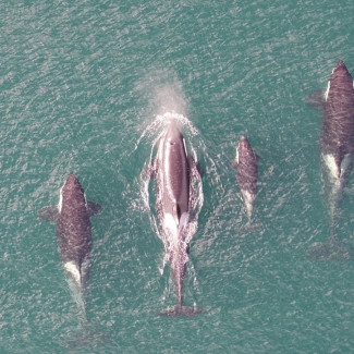 Orcas residentes del norte respirando.