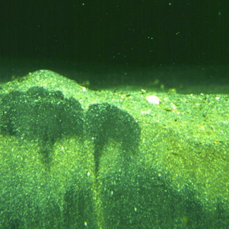 Los sedimentos del fondo marino que han sido excavados y agitados por animales invertebrados, que según una nueva investigación desempeñan un papel importante en la protección de los ecosistemas m